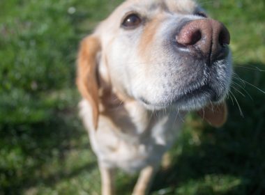 Yes, dogs can sniff out COVID