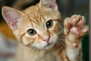 Paws up for NSW strata law changes