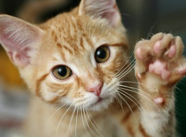 Paws up for NSW strata law changes
